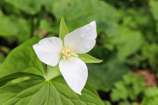 オオバナエイレンソウ